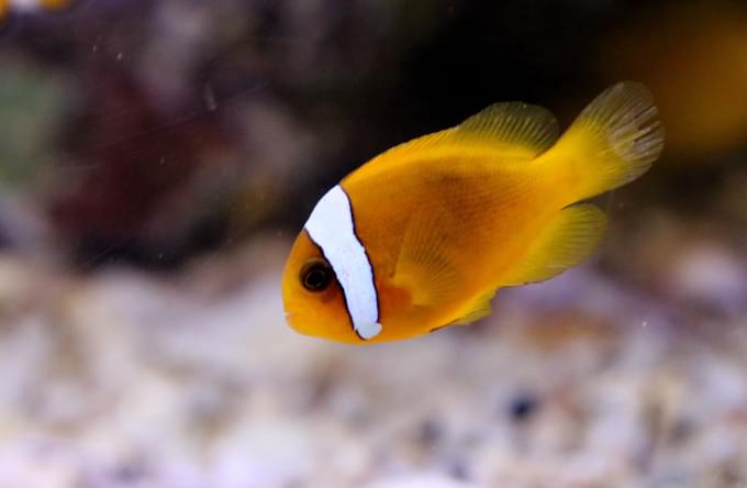 Tomato Clown Fish