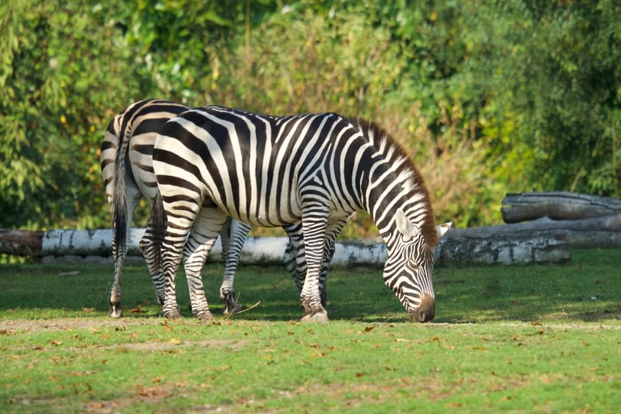 Zebras grazing at Woodland Park Zoo