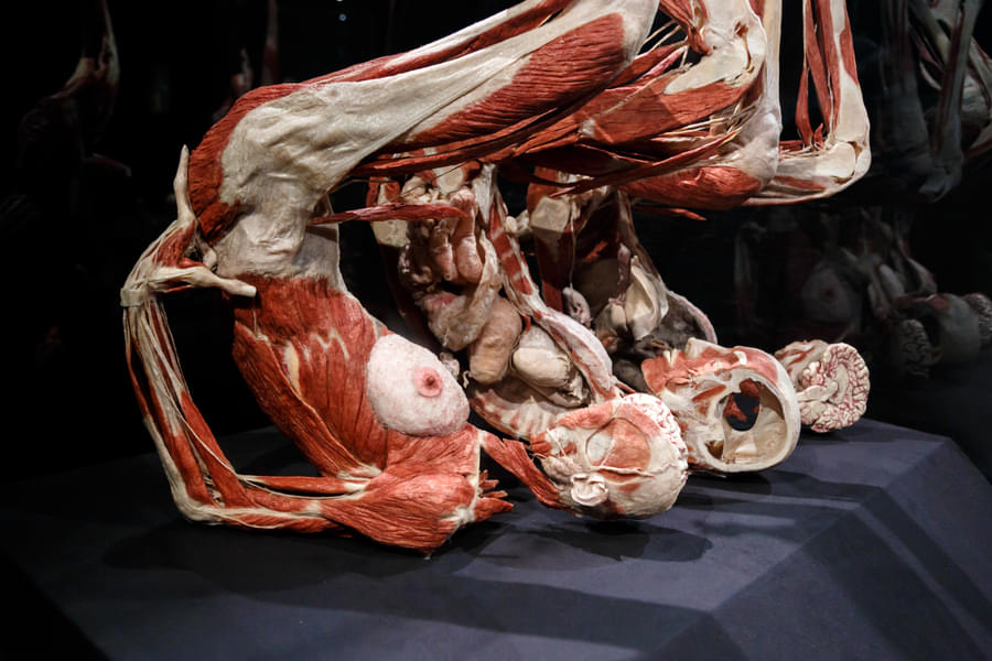 The plastinated bodies in different postures