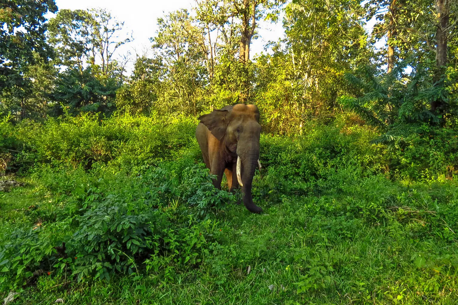 Tholpetty Wildlife Sanctuary