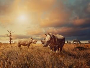 17 Days in Botswana, Zimbabwe & Namibia | Safari Across Three African Wonders