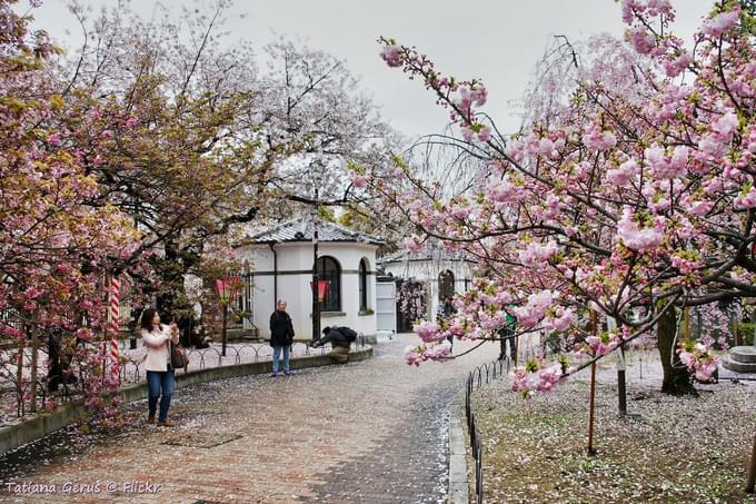 Cherry Blossoms