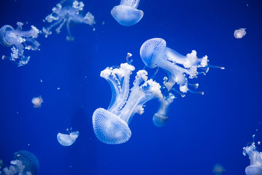 Get astonished by the gorgeous jellyfishes at the aquarium