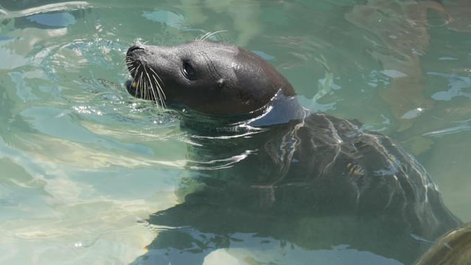 Seaquarium Miami