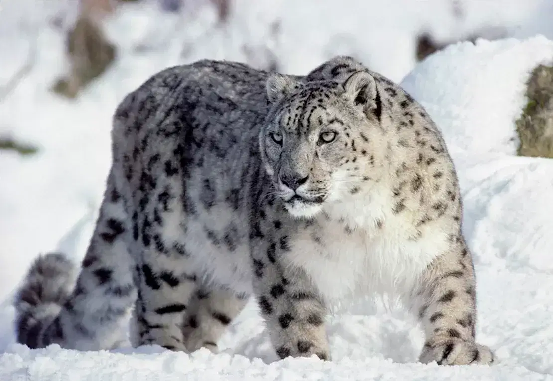 Spot Rare Wildlife