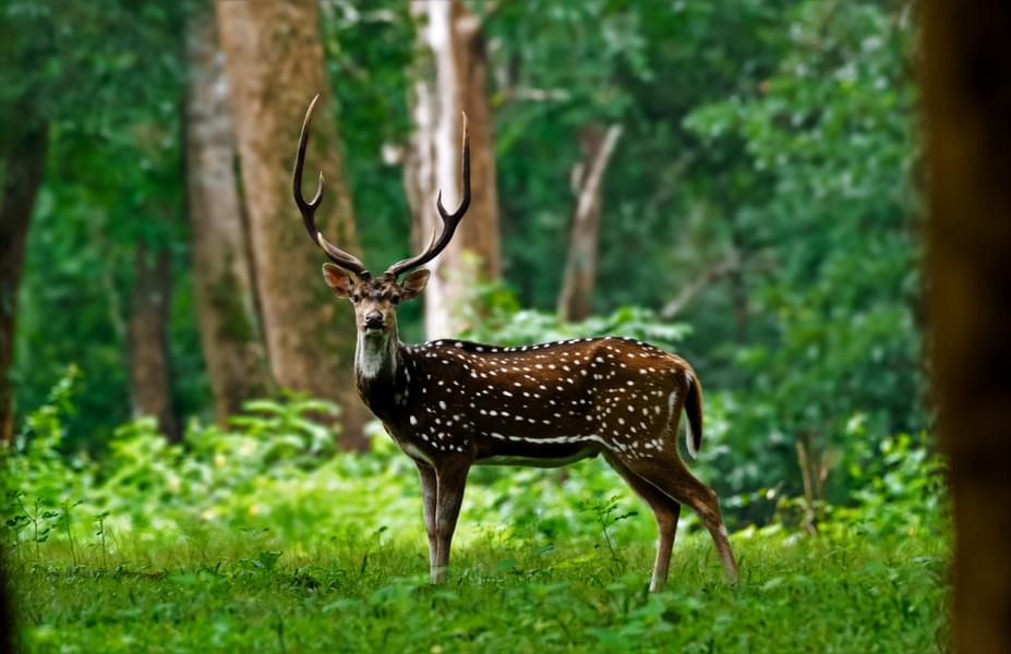 Off beat Wayanad Tour Package Image