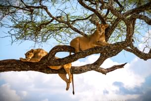 Tree climbing lions of Lake Manyara National Park
