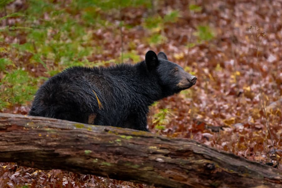 Great Smoky Mountains National Park Self Driving Tour Image
