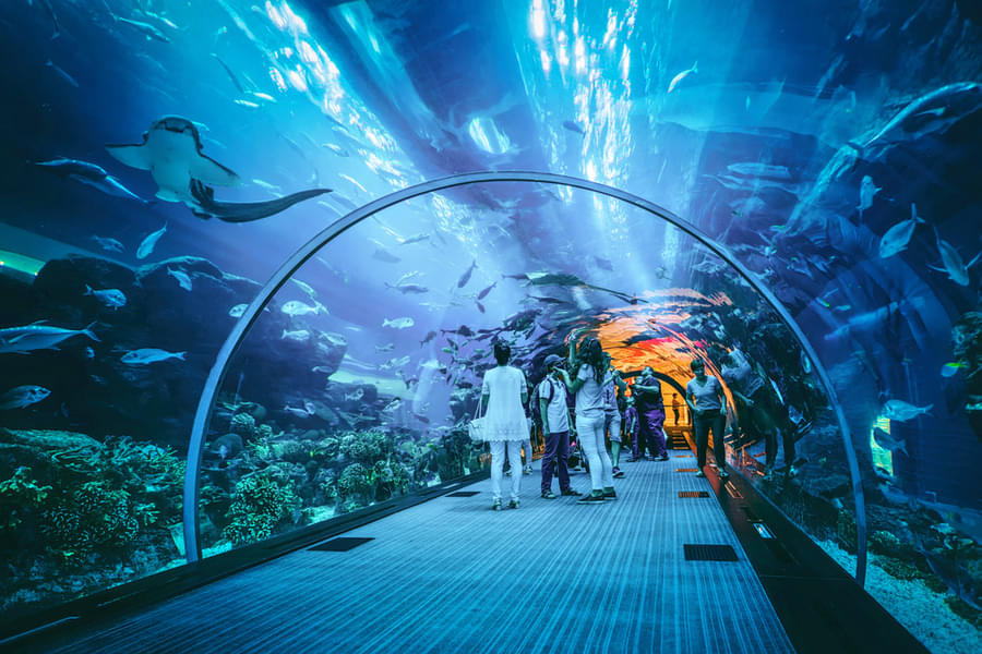 Walk through the underwater tunnel and watch the sharks, fishes and sea turtles swimming around