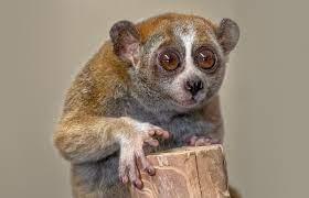 Slow loris