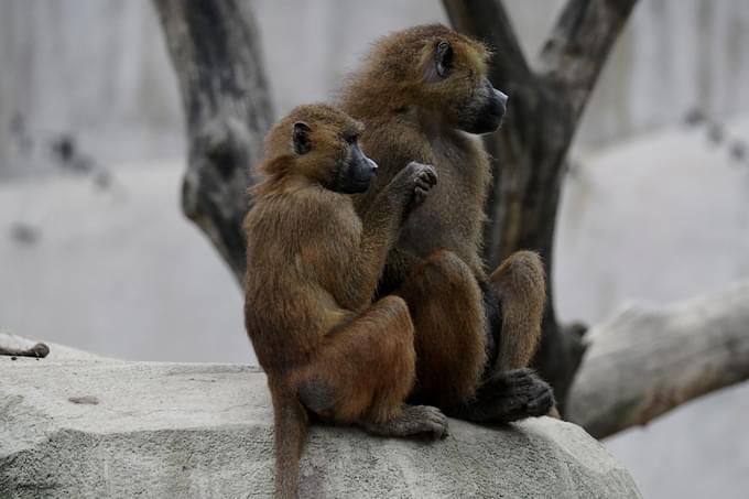 paris zoological park