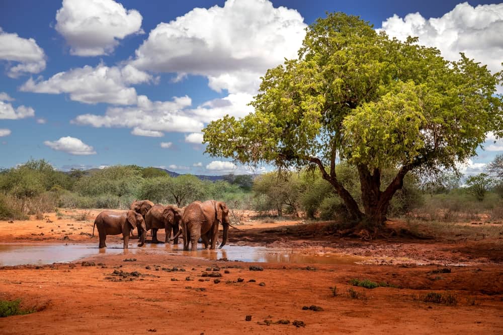Amboseli National Park