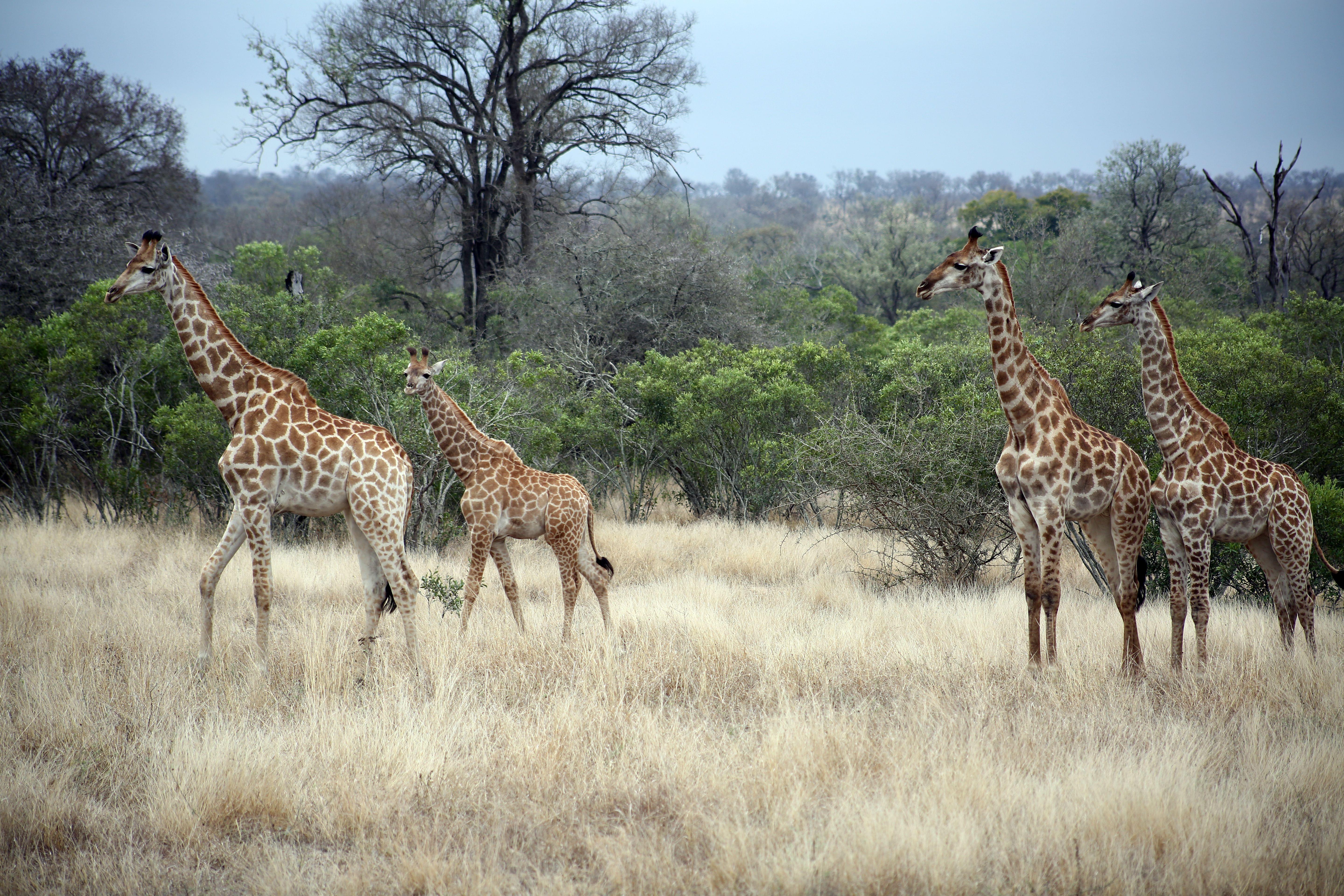 Kruger National Park Safari