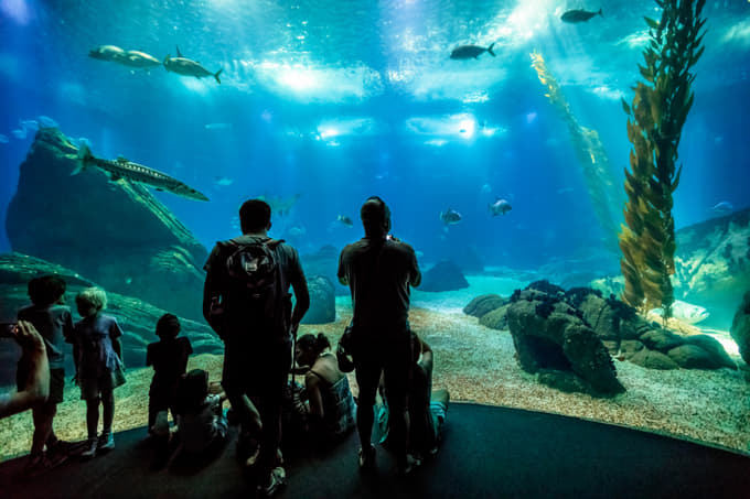 Spend a day at Lisbon Oceanarium