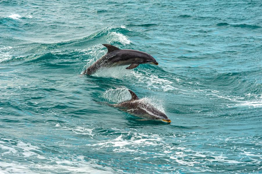 Dolphin And Seal Watching Cruise In Melbourne Image
