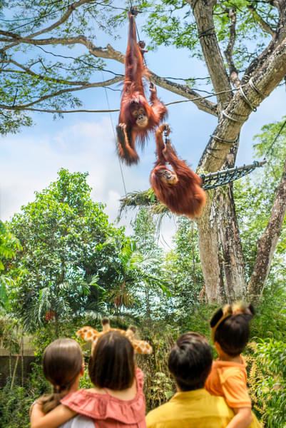 Orangutans at the Orangutan Island and Boardwalk zone