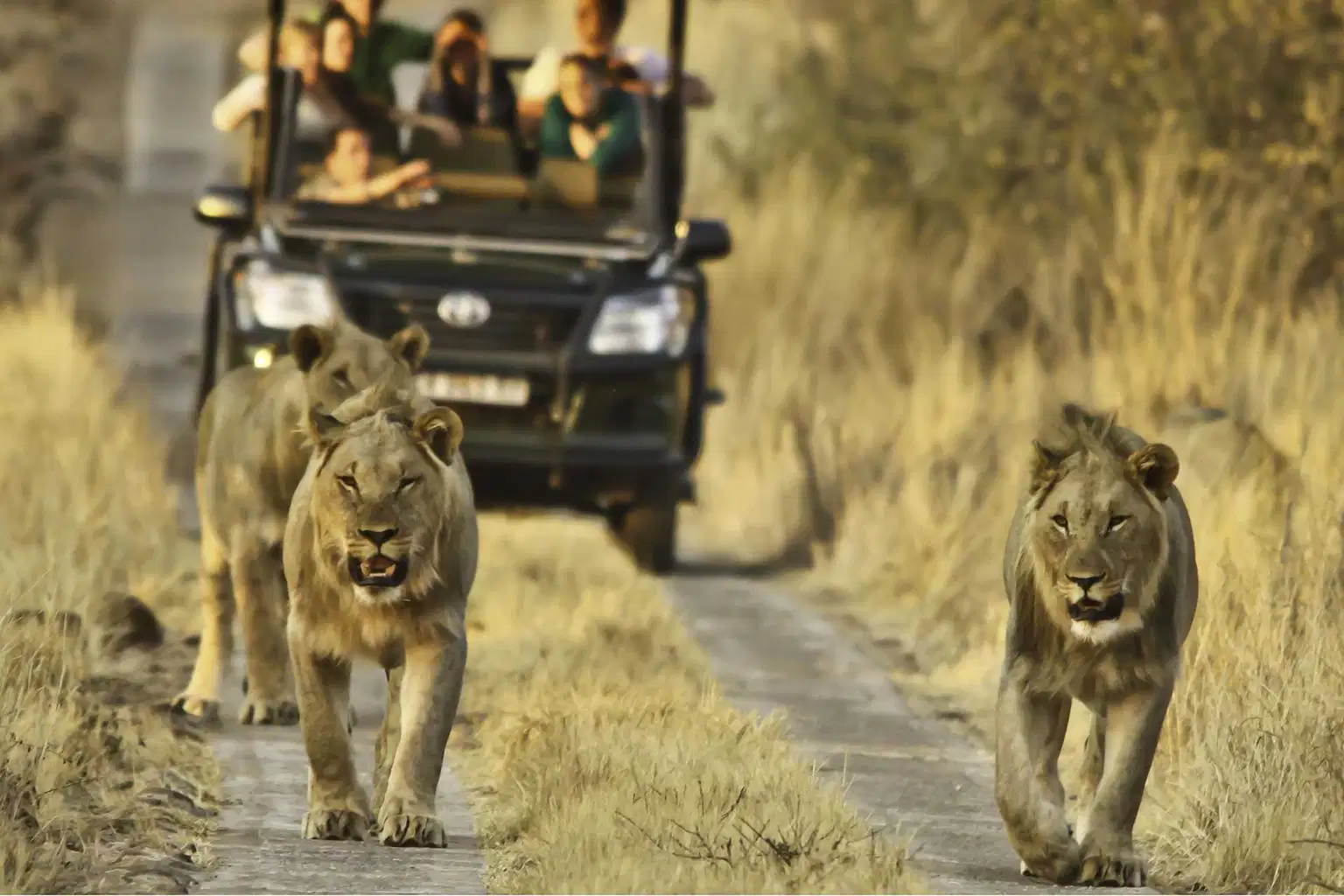 Highlights of South Africa with Free Pilansberg National Park Game Drive