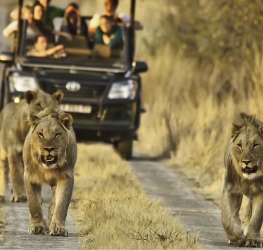Tourists admiring lions at Pilanesberg National Park, South Africa
