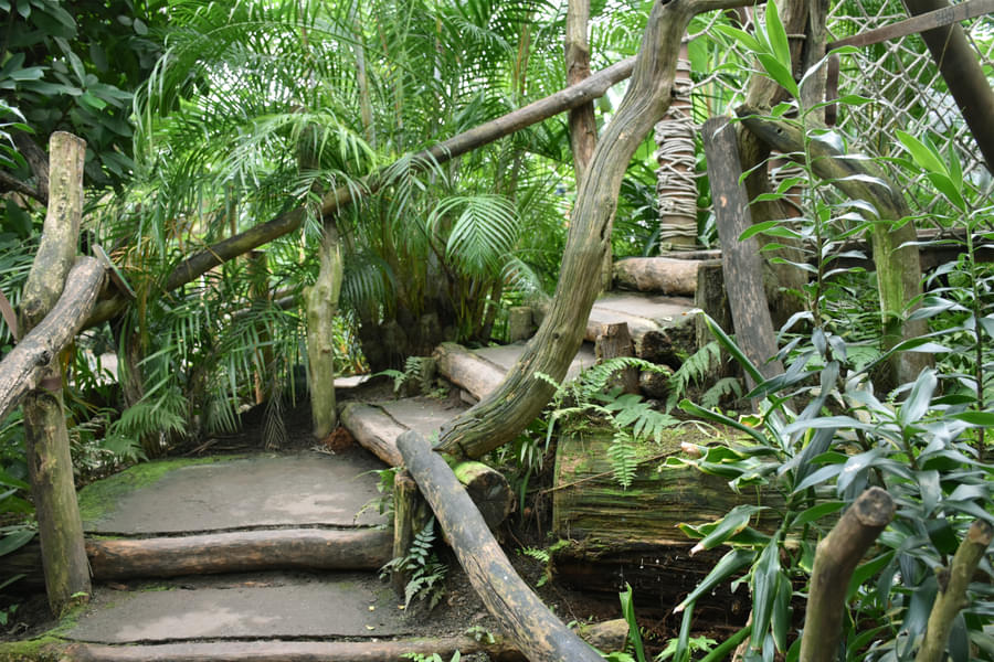 Stroll through the wooden stairs in Gondwanaland