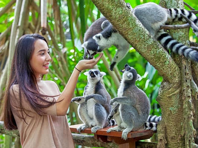 Explore Bali Zoo, home to more than 350 animals