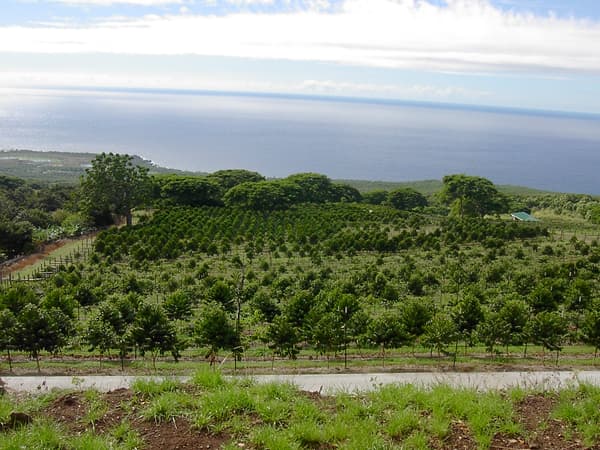 Kona Coffee Farms