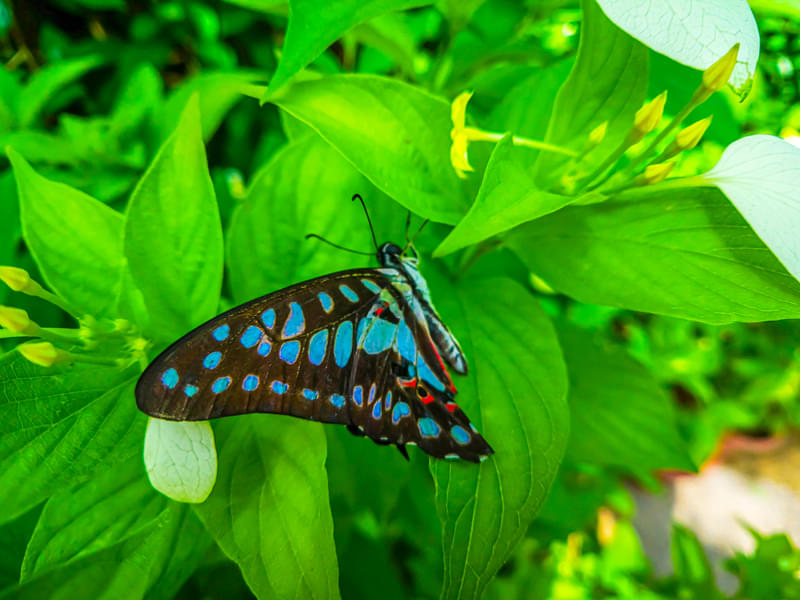 Observe the beautiful Blue Tiger butterfly feeding on flowers
