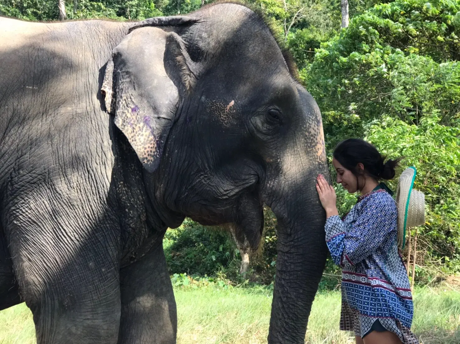 Interact with the Elephants