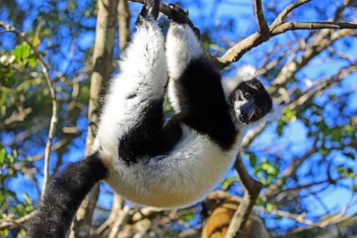 black and white ruffed in lemur Philadelphia Zoo