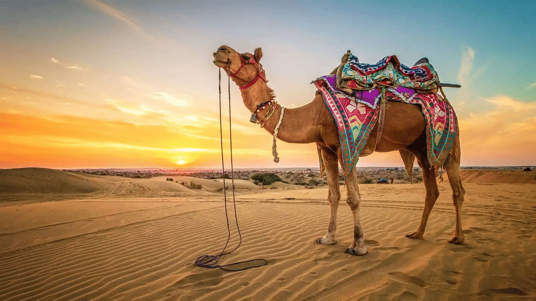 Deserts of Rajasthan with Bikaner | FREE Camel Ride Image