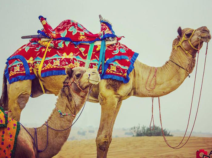 Welcome Desert Camp Jaisalmer Image