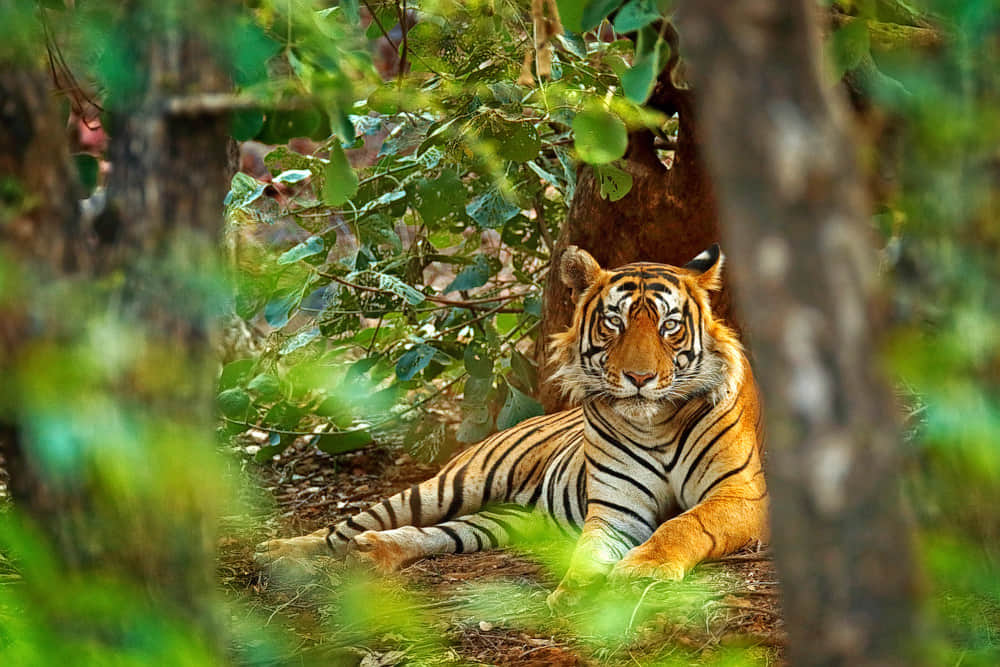 Sri Venkateswara National Park, <em>Tirupati</em>