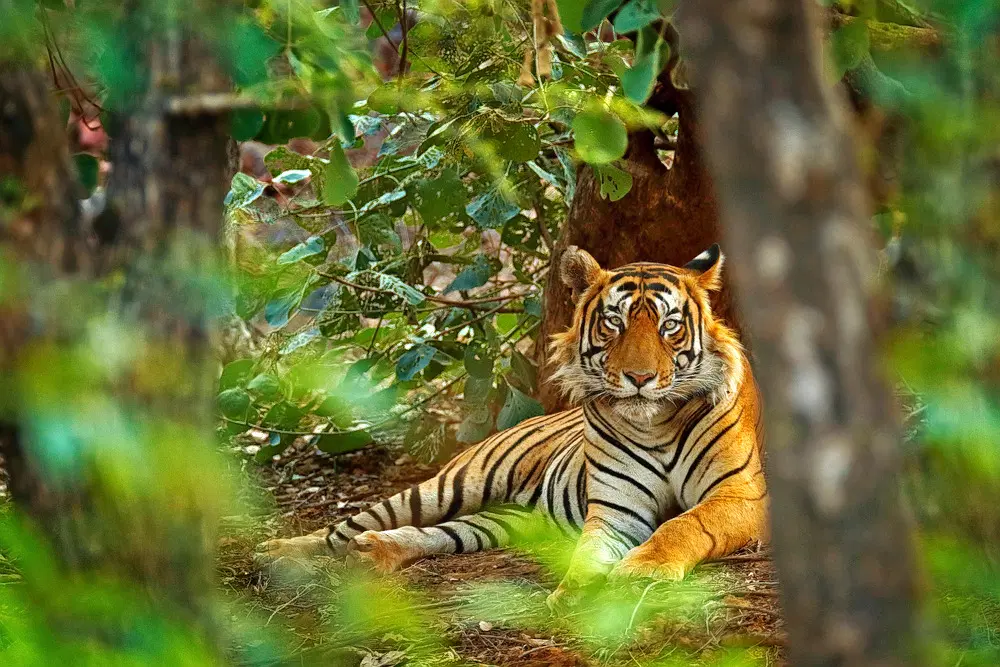 Sri Venkateswara National Park
