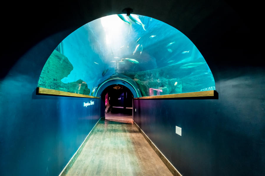 Walk through the tunnel and marvel at the amazing marine life