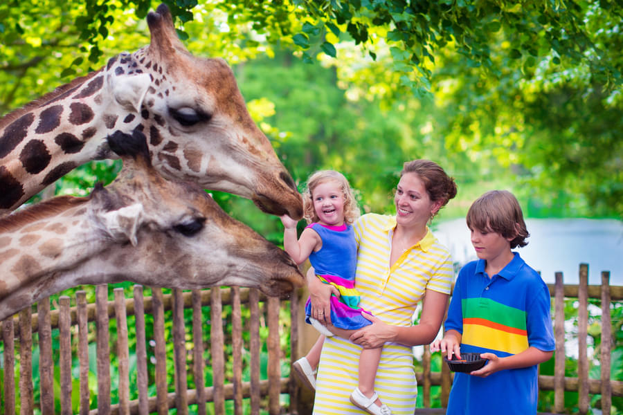 Interact with the Giraffes