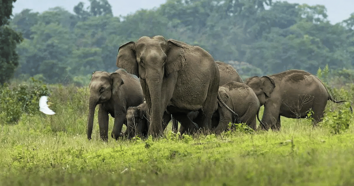Gorumara Lataguri Tour Image