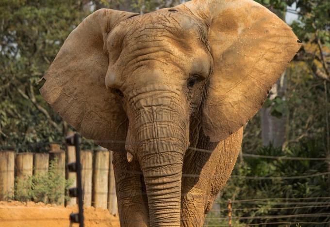 Elephants in Sao Paulo Zoo