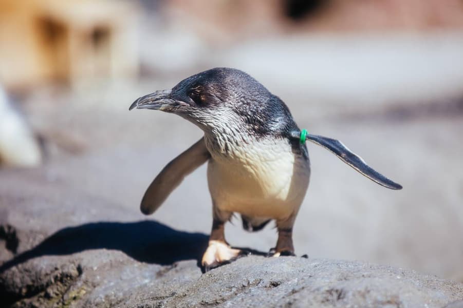 International Antarctic Centre Tickets, Christchurch Image
