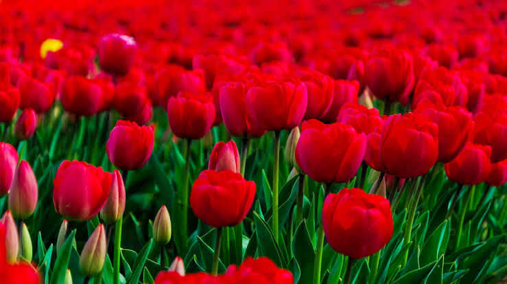 Rose Garden 