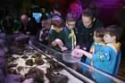 Interact with marine animals at the Touch Pool
