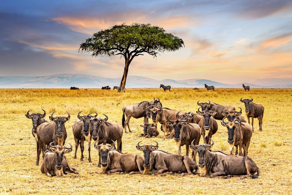 Witness the Great Migration