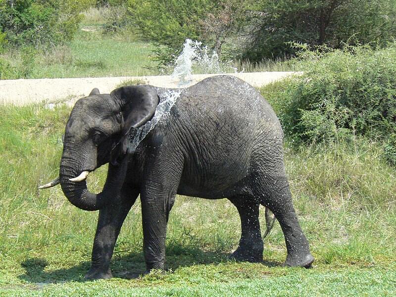 Experience the Elephant Shower