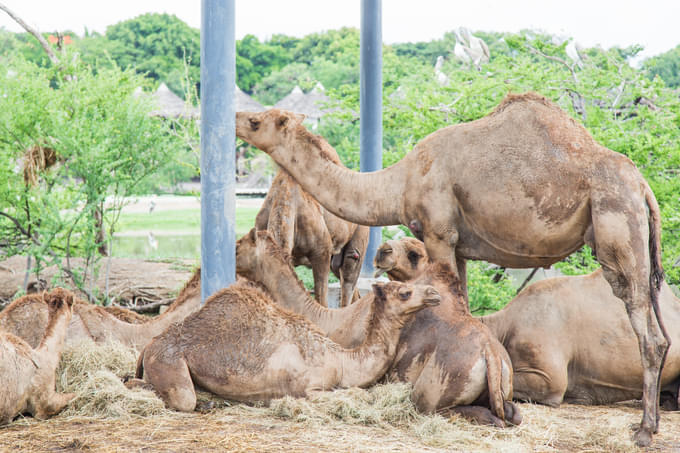 Dromedary