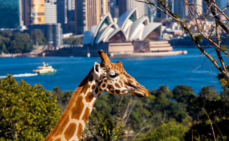 Sydney Taronga Zoo Tickets