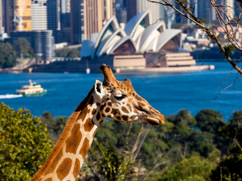 Sydney Taronga Zoo Tickets