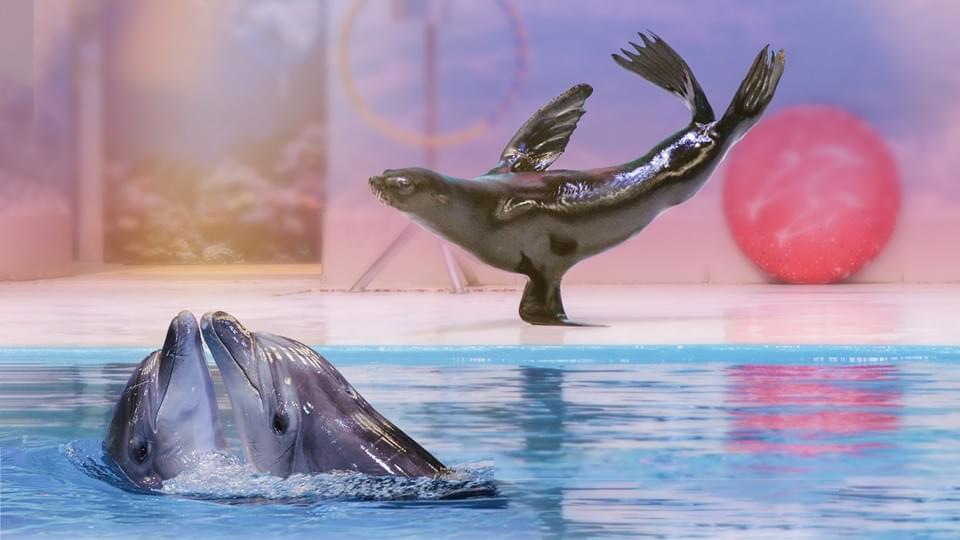 dolphin and seal show