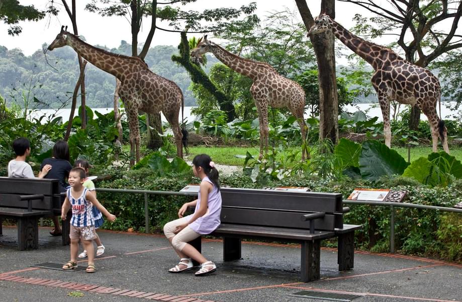 Marvel at the giraffes as you stroll inside the zoo