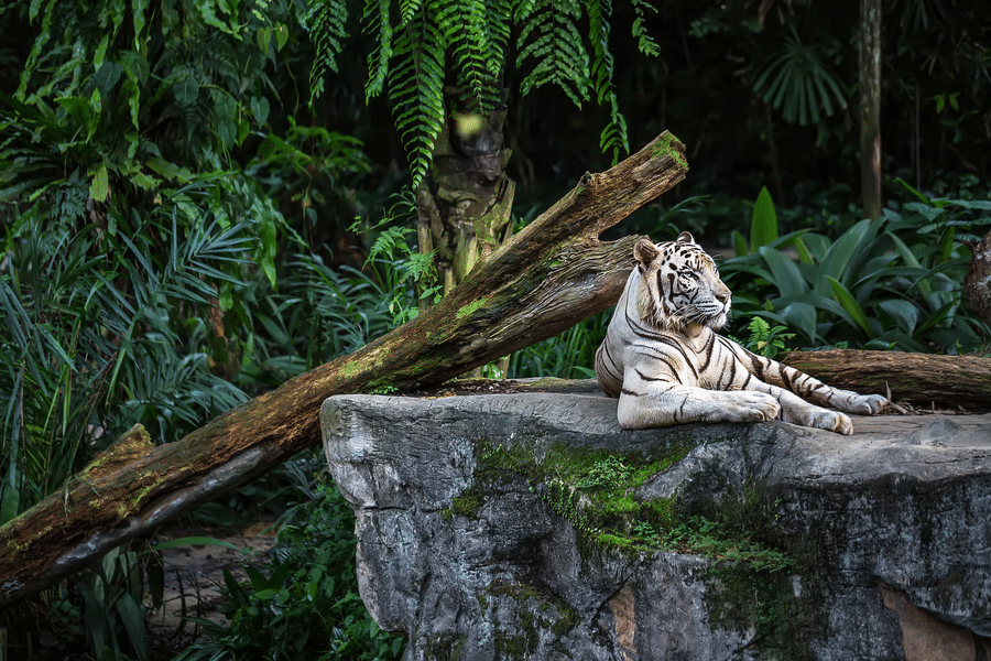 tiger in singapore zoo