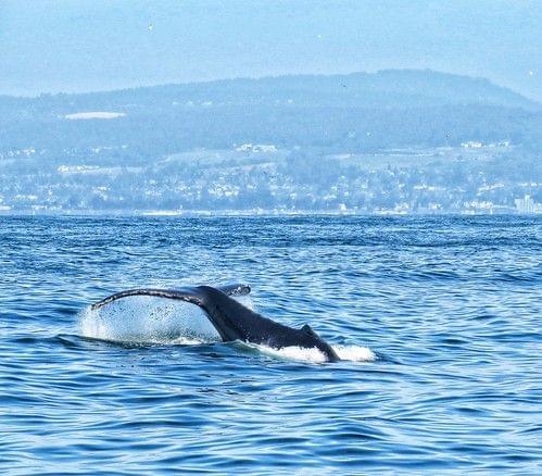 Whale watching at Cabo San Lucas Mexico