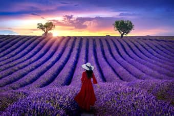 Girl in the Lavender Fields