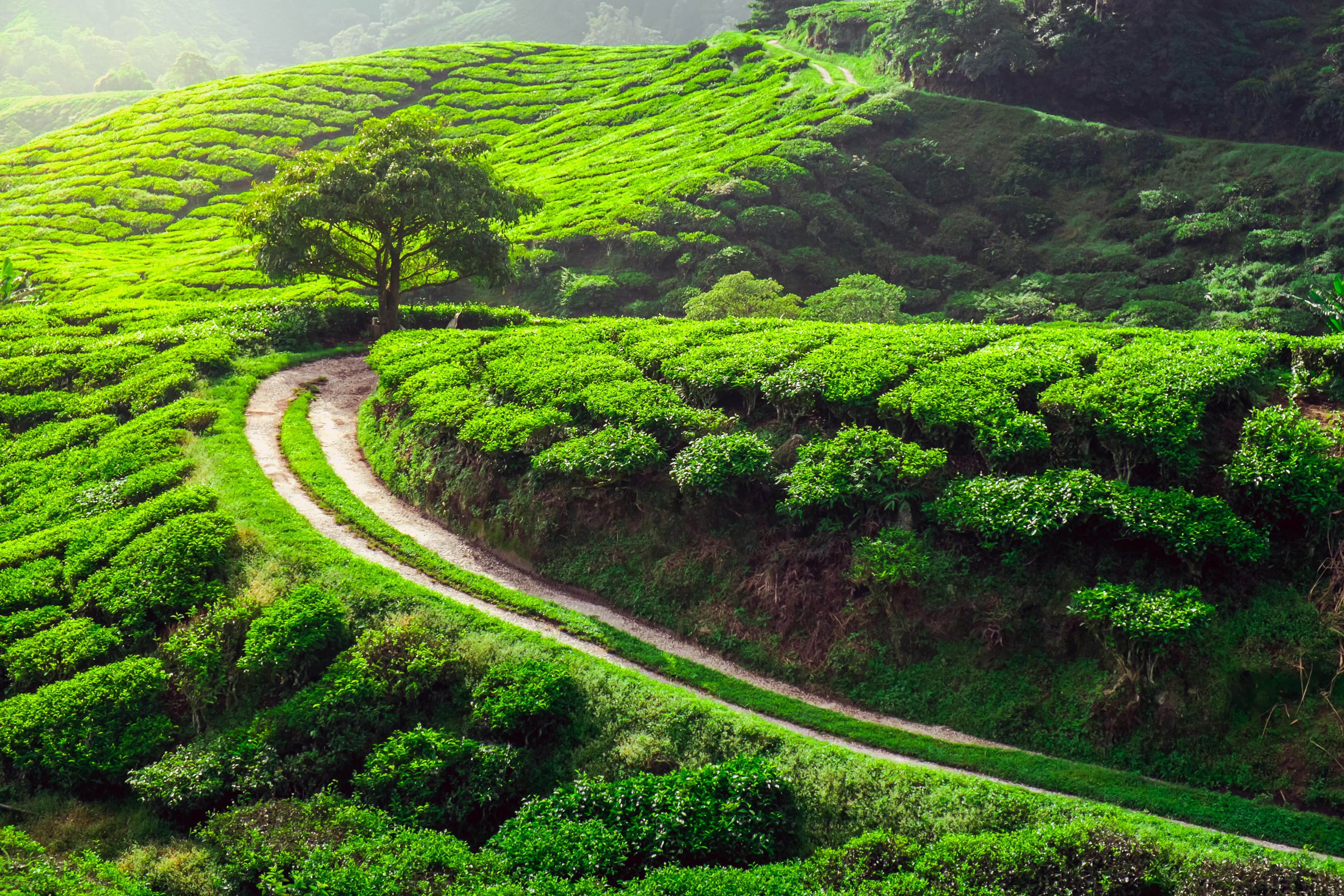 Darjeeling Packages from Chandigarh | Get Upto 50% Off